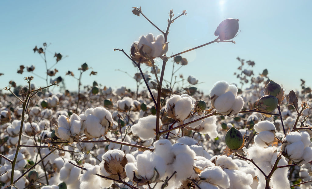 GRVL_ORganic_regenerative_cotton SUSTAINABLE MATERIALS