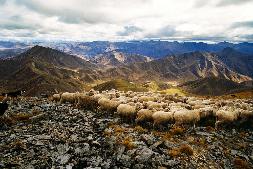 Merino Wool Cycling Fabric 